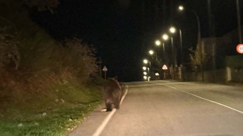 Avistamiento de oso pardo en Páramo del Sil. Cedida a Infobierzo