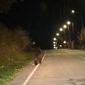 Avistamiento de oso pardo en Páramo del Sil. Cedida a Infobierzo