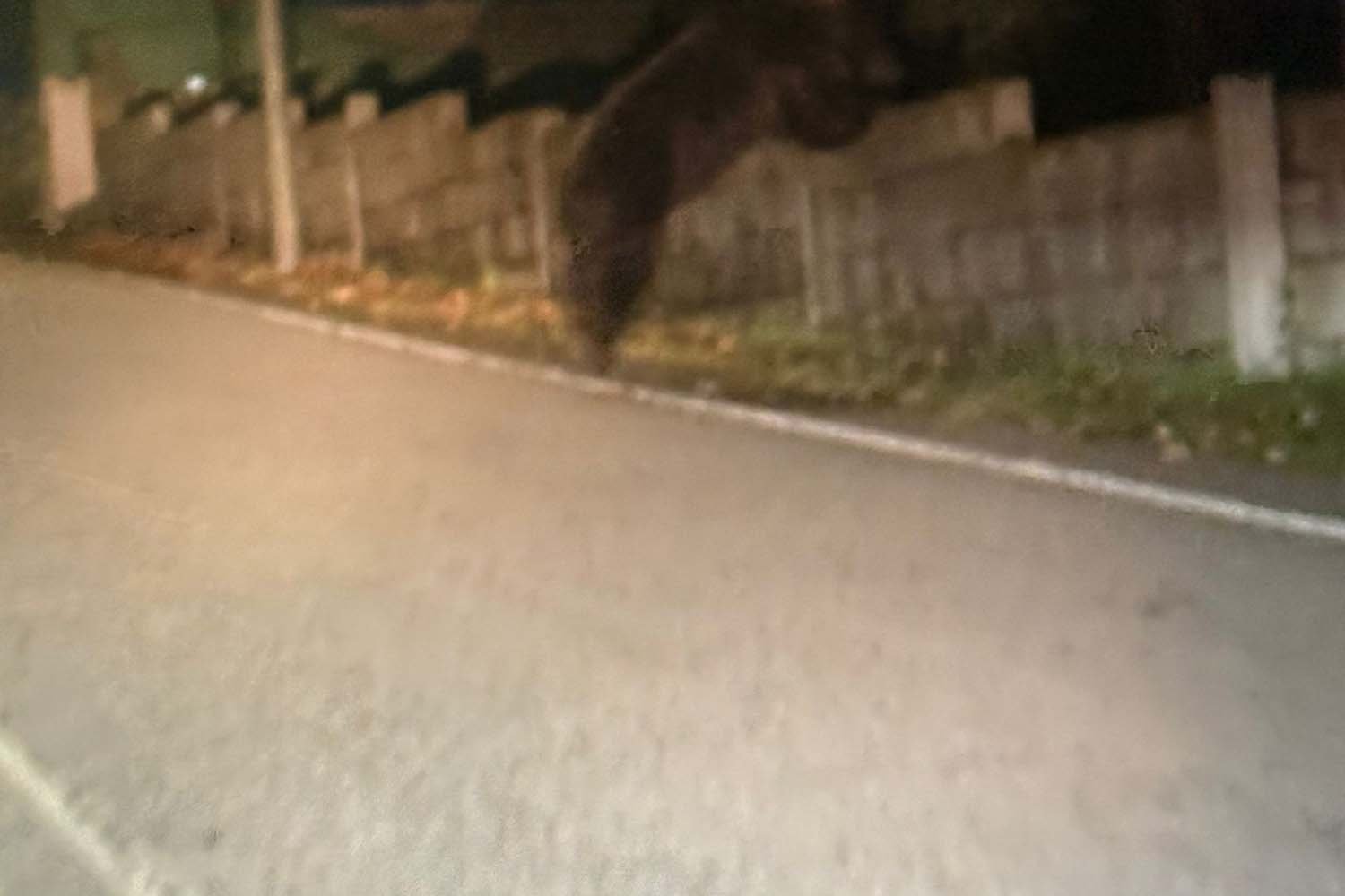 Avistamiento del oso en Páramo del Sil