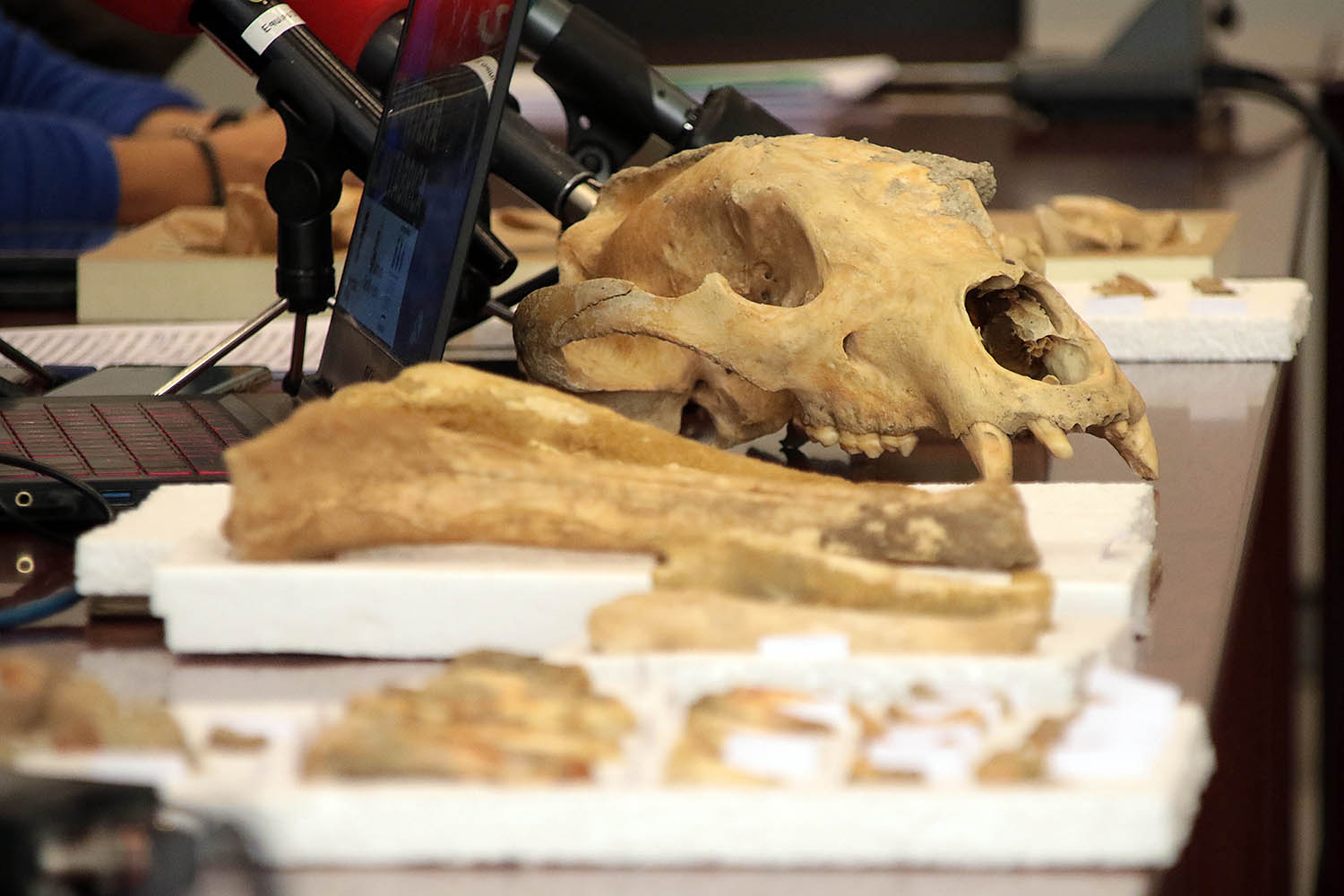 Peio García / ICAL. El delegado territorial de la Junta, Eduardo Diego. el coordinador del proyecto y paleobiólogo Darío Fidalgo, la profesora de Paleontología de la Universidad de León, Esperanza Fernández, y el profesor de Prehistoria de la ULE, Carlos Fernández presentan los resultados provisionales de la primera campaña de recuperación de restos de fauna del Cuaternario en cuevas de la provincia de León Peio García / ICAL. El delegado territorial de la Junta, Eduardo Diego. el coordinador del proyecto y paleobiólogo Darío Fidalgo, la profesora de Paleontología de la Universidad de León, Esperanza Fernández, y el profesor de Prehistoria de la ULE, Carlos Fernández presentan los resultados provisionales de la primera campaña de recuperación de restos de fauna del Cuaternario en cuevas de la provincia de León