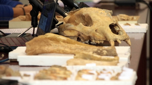 Peio García / ICAL. El delegado territorial de la Junta, Eduardo Diego. el coordinador del proyecto y paleobiólogo Darío Fidalgo, la profesora de Paleontología de la Universidad de León, Esperanza Fernández, y el profesor de Prehistoria de la ULE, Carlos Fernández presentan los resultados provisionales de la primera campaña de recuperación de restos de fauna del Cuaternario en cuevas de la provincia de León