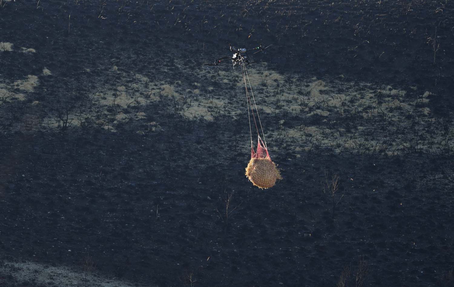 César SánchezICAL Trabajos de esparcimiento de alpacas con dron en la zona de Las Médulas(3)