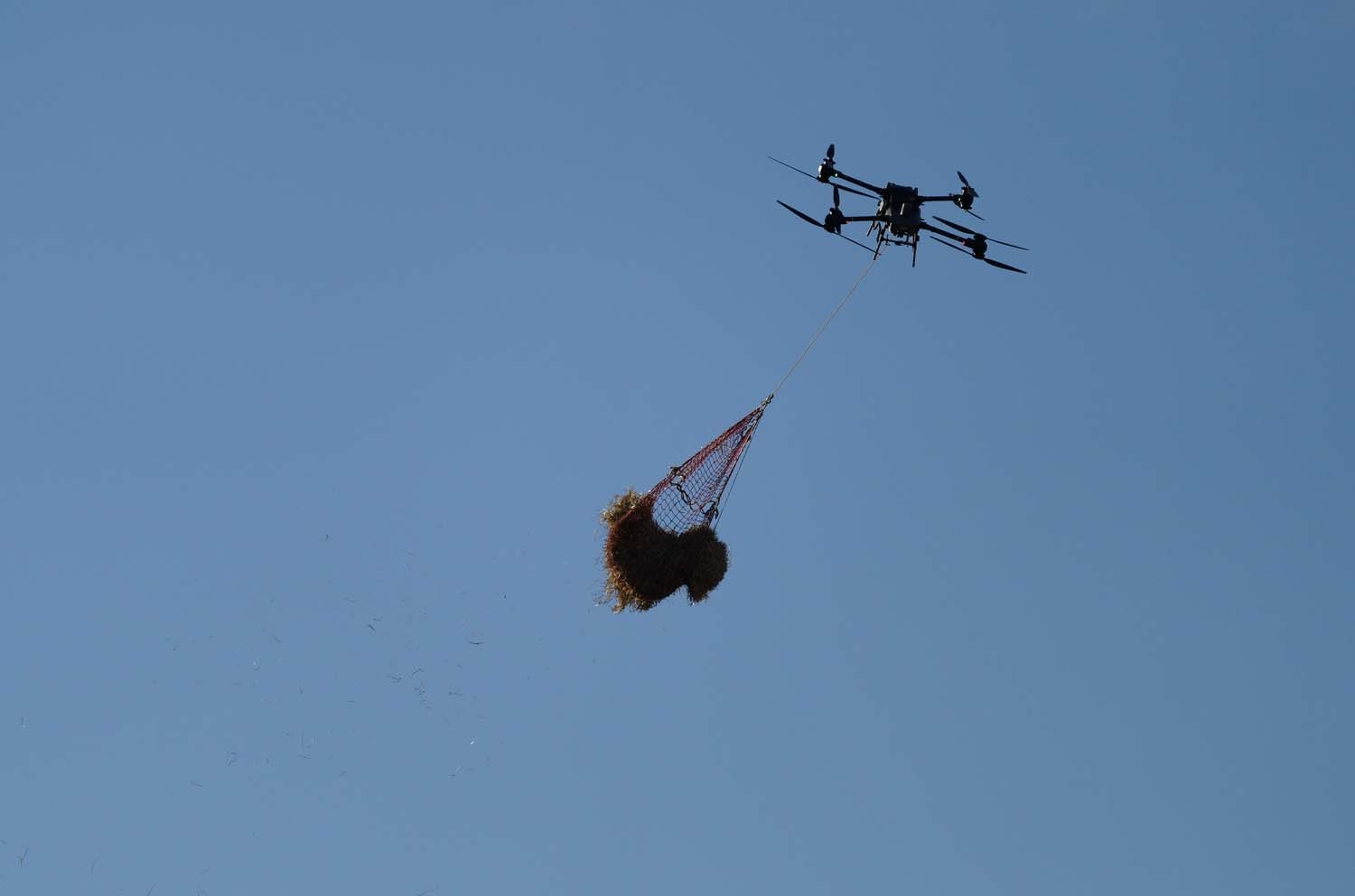 César SánchezICAL Trabajos de esparcimiento de alpacas con dron en la zona de Las Médulas(5)