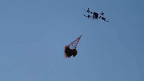 César Sánchez  ICAL Trabajos de esparcimiento de alpacas con dron en la zona de Las Médulas  (5)