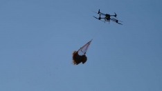 César Sánchez  ICAL Trabajos de esparcimiento de alpacas con dron en la zona de Las Médulas  (5)