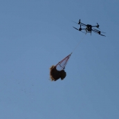 César Sánchez  ICAL Trabajos de esparcimiento de alpacas con dron en la zona de Las Médulas  (5)