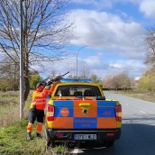 Bembibre compra una carabina de precisión para controlar los nidos de avispa asiática