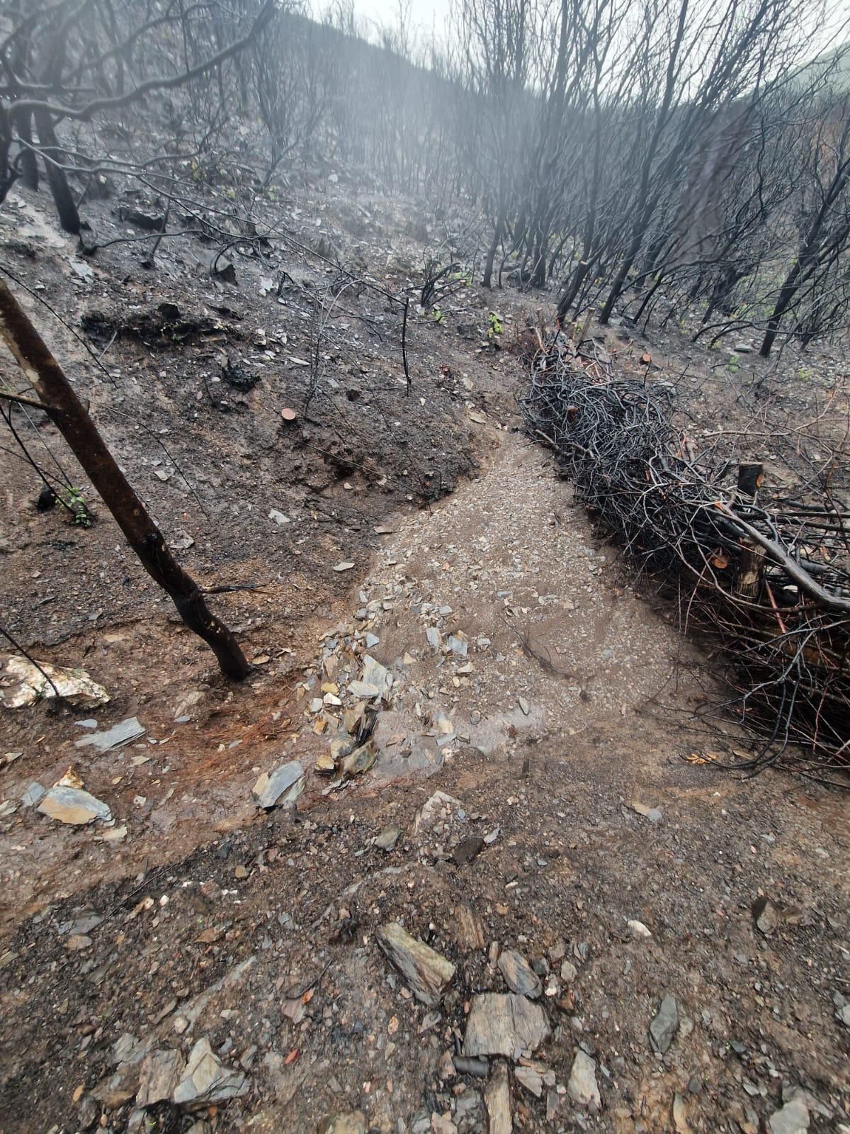 JCyLICAL . Actuaciones de la Junta dentro del plan de restauración tras los grandes incendios forestales (3) JCyLICAL . Actuaciones de la Junta dentro del plan de restauración tras los grandes incendios forestales (3)
