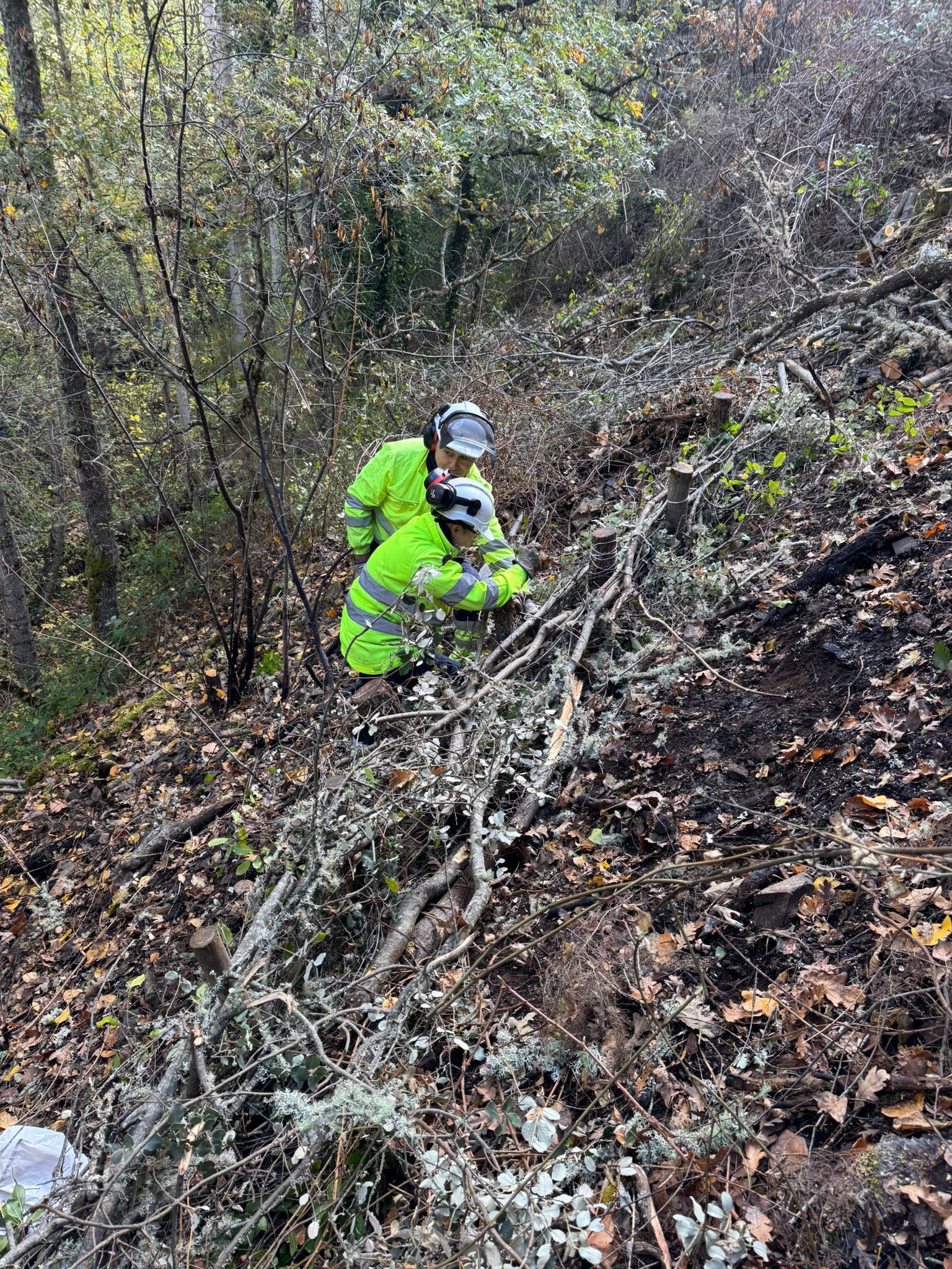JCyLICAL . Actuaciones de la Junta dentro del plan de restauración tras los grandes incendios forestales (2) JCyLICAL . Actuaciones de la Junta dentro del plan de restauración tras los grandes incendios forestales (2)