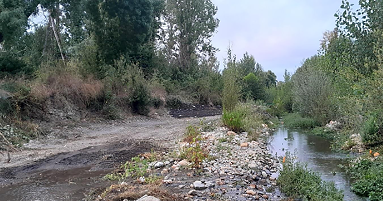 Regato Piquelo Carracedelo