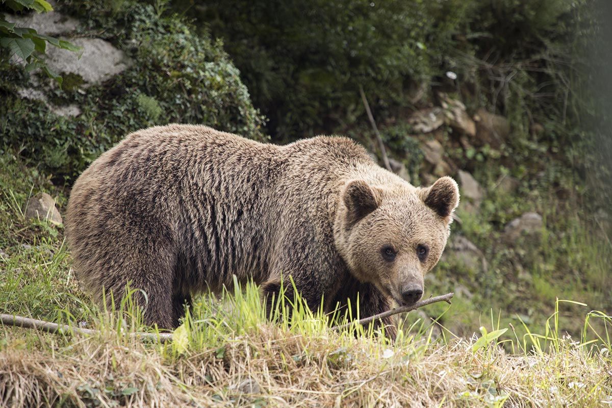 Vecinos de Villarino del Sil piden medidas "más contundentes" para evitar la entrada de osos tras el fracaso del radiomarcaje
