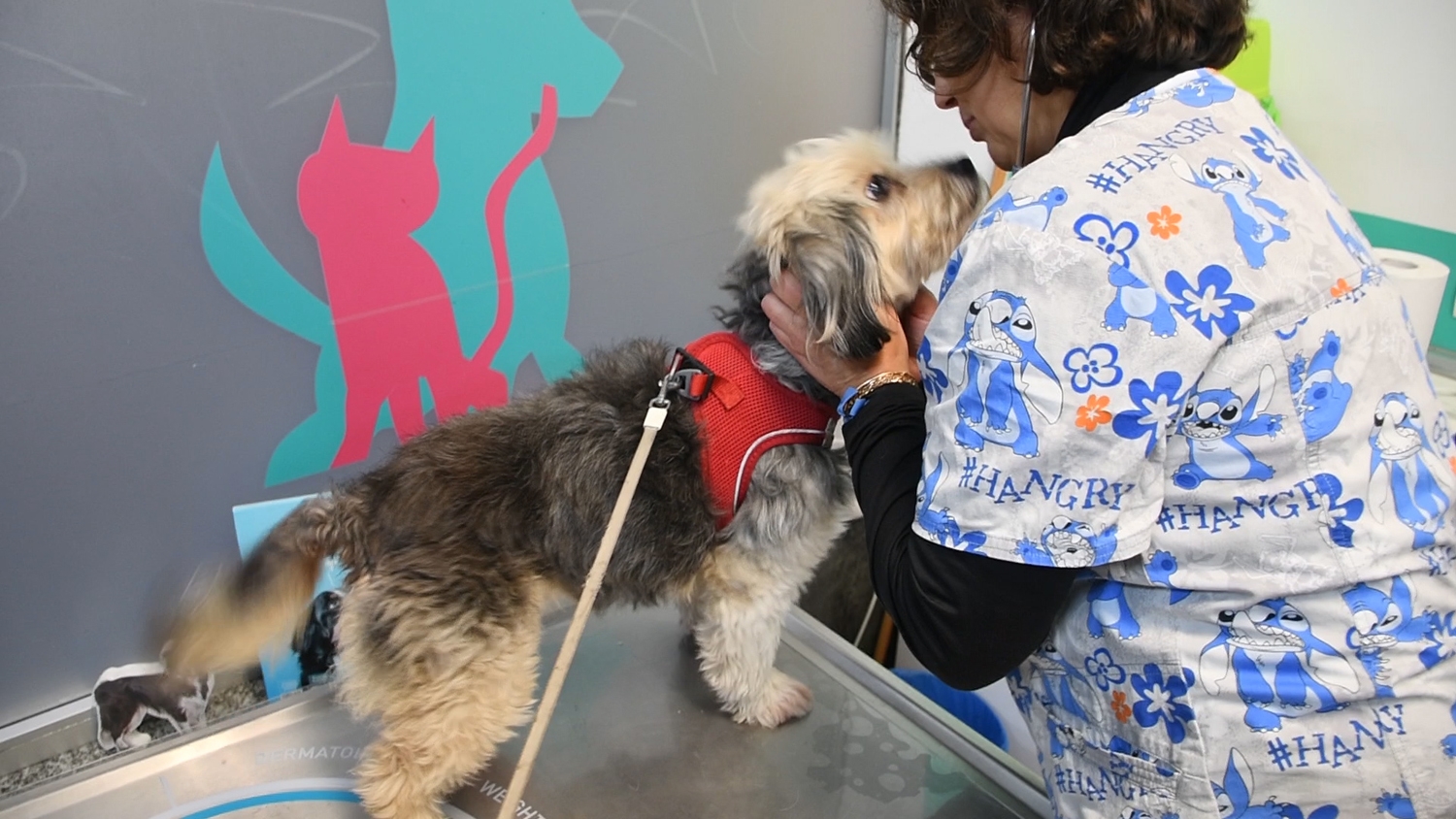 Clínica Veterinaria Petconsult (10)