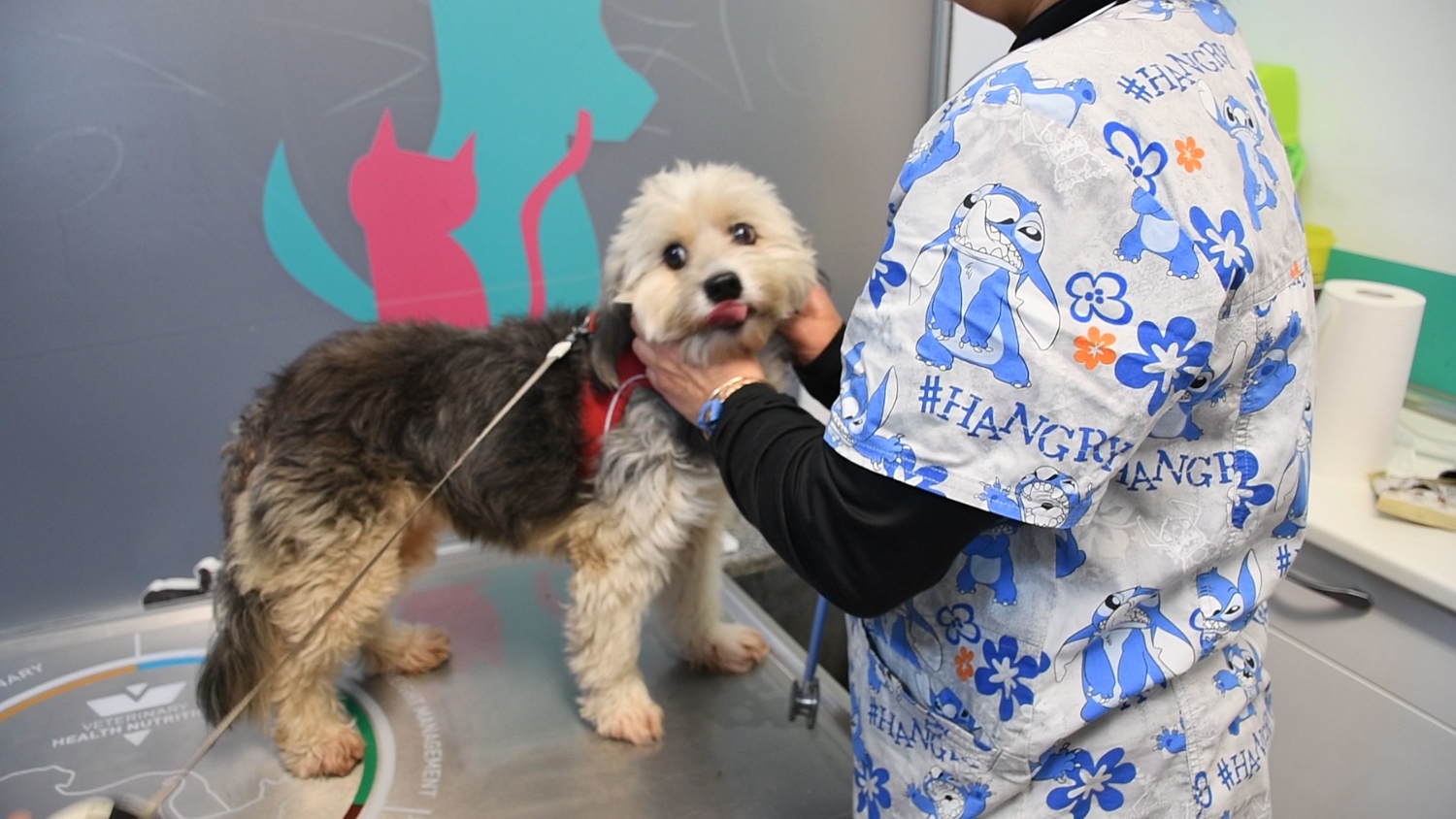 Clínica Veterinaria Petconsult (11)