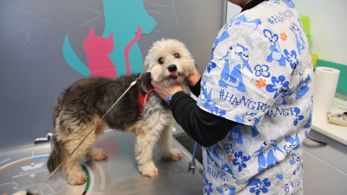 Clínica Veterinaria Petconsult (11)