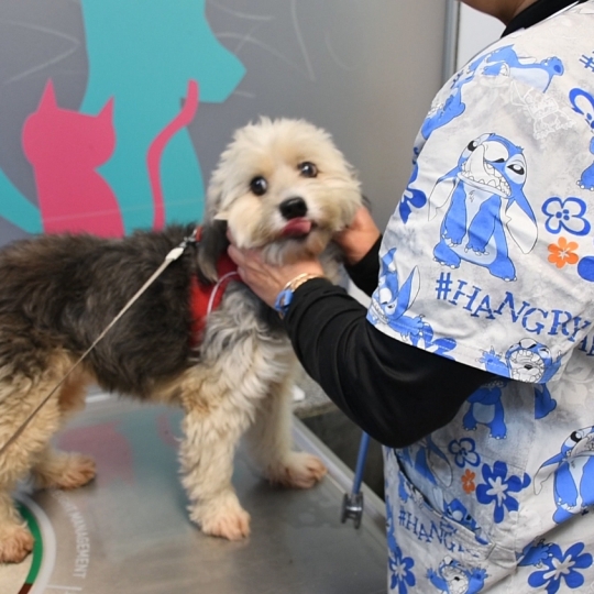 Clínica Veterinaria Petconsult (11)