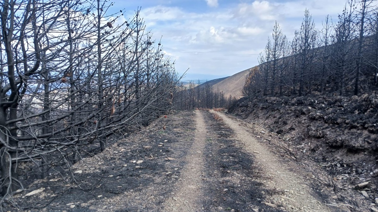 Incendio en Palacios de Compludo