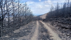 Incendio en Palacios de Compludo