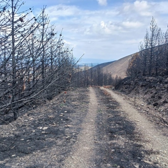 Incendio en Palacios de Compludo