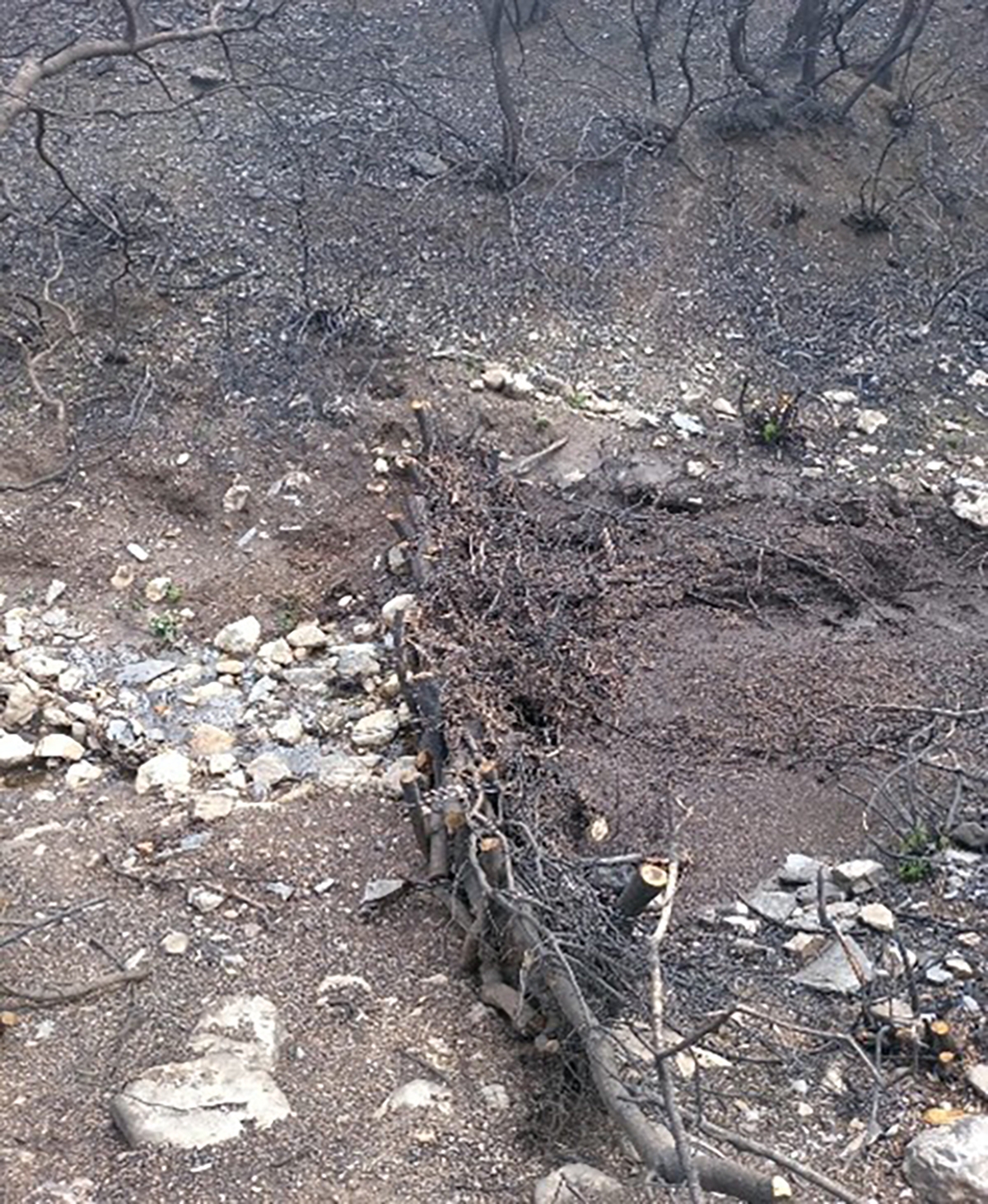 Trabajos de CHMS tras los incendios 2