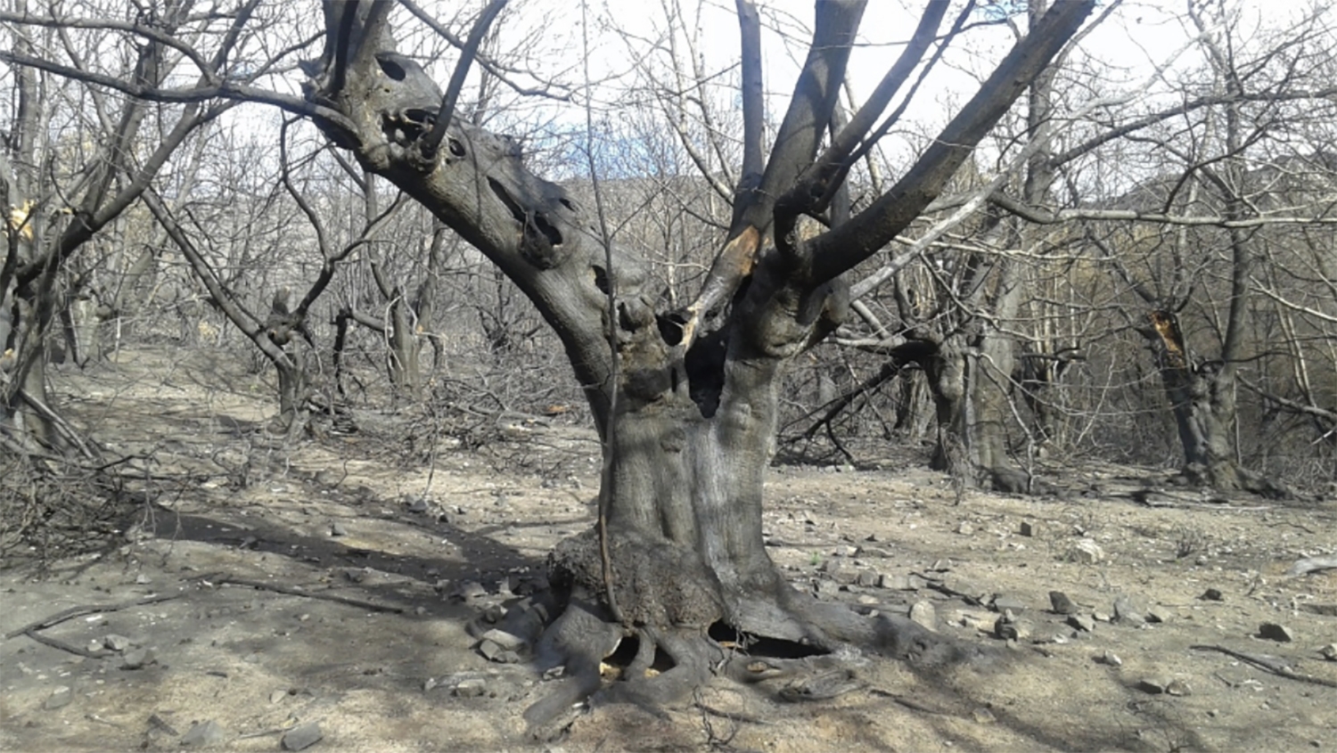 Estado soto argayo del sil incencio