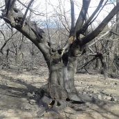 El proyecto Agrofores 'revive' al Bierzo con nuevas plantaciones de castaños tras los incendios