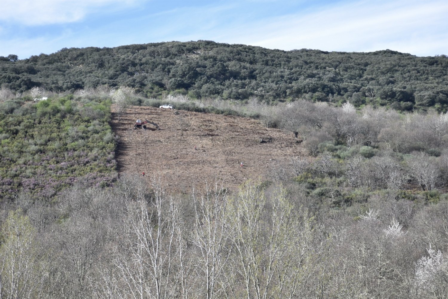 Localizacion nueva plantacion castanos sobrado