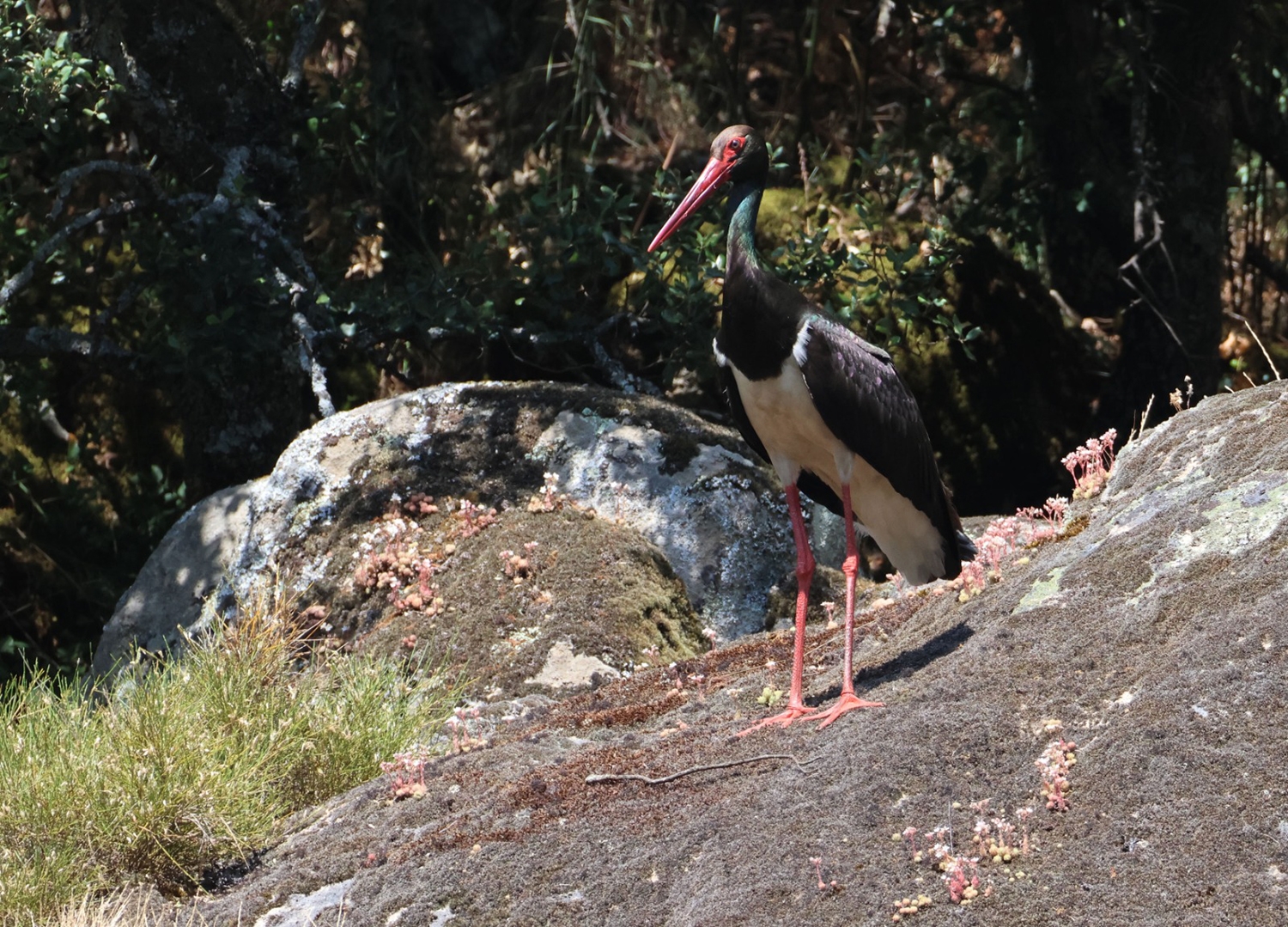 Cigüeña Negra Cigüeña Negra