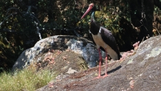 Cigüeña Negra Cigüeña Negra