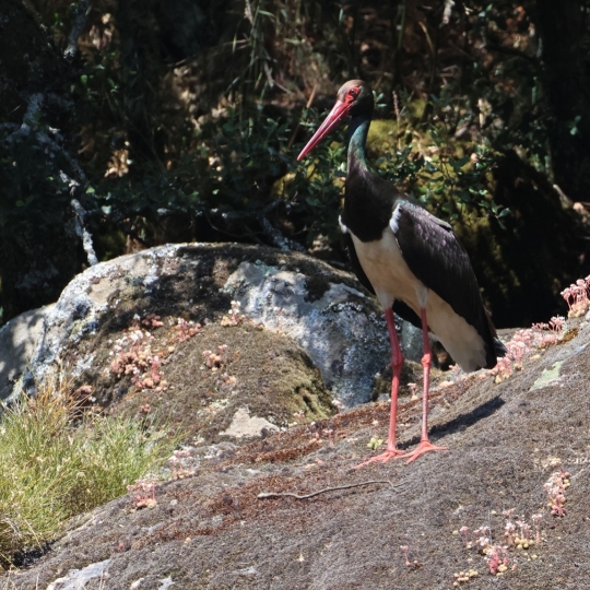 Cigüeña Negra Cigüeña Negra