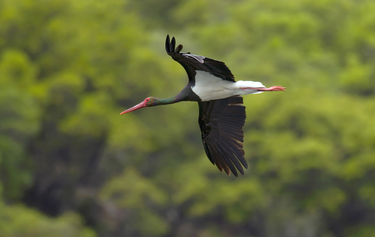 Cigüeña Negra 2 Cigüeña Negra 2