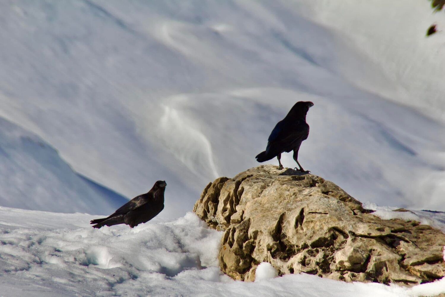 Así resisten los animales a las nevadas en Picos de Europa | FB: Liébana, Un Lugar Por Descubrir
