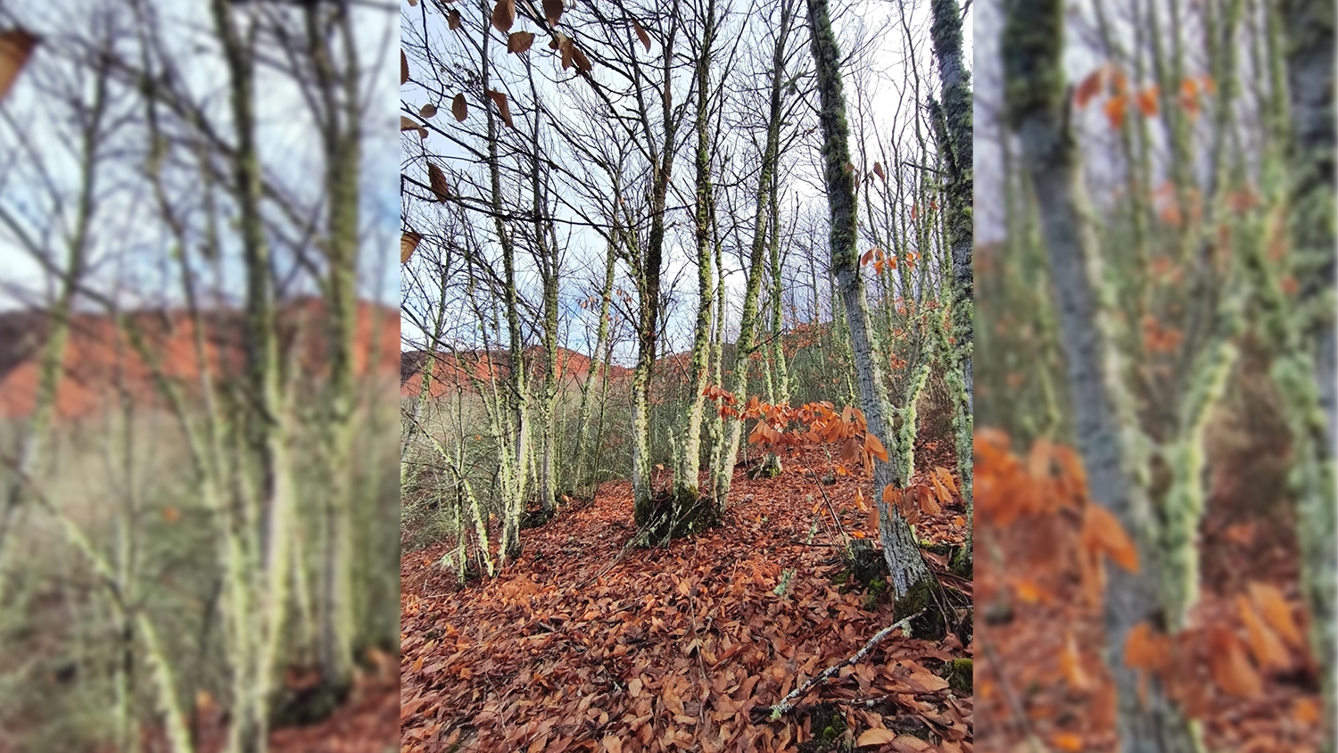 Souto Vivo Souto Vivo