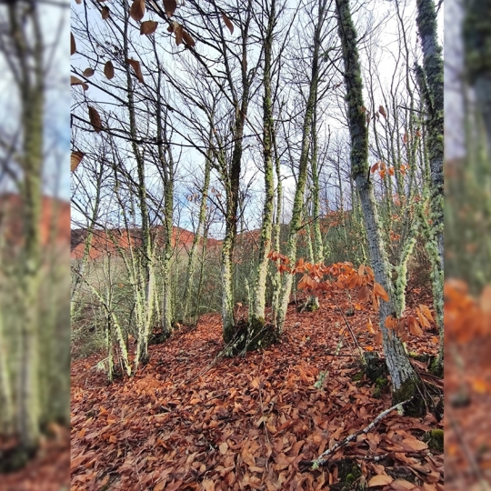 Souto Vivo Souto Vivo