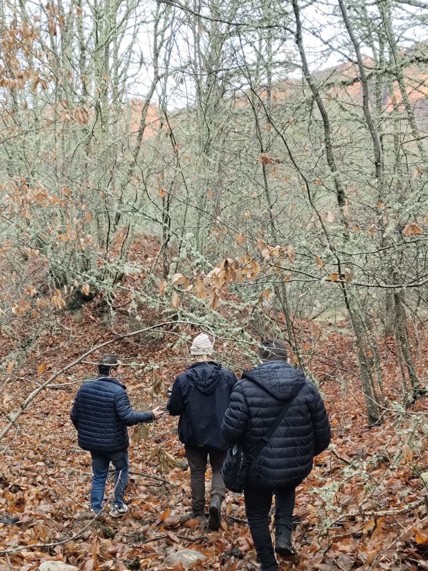 Regeneración de Souto Vivo Regeneración de Souto Vivo