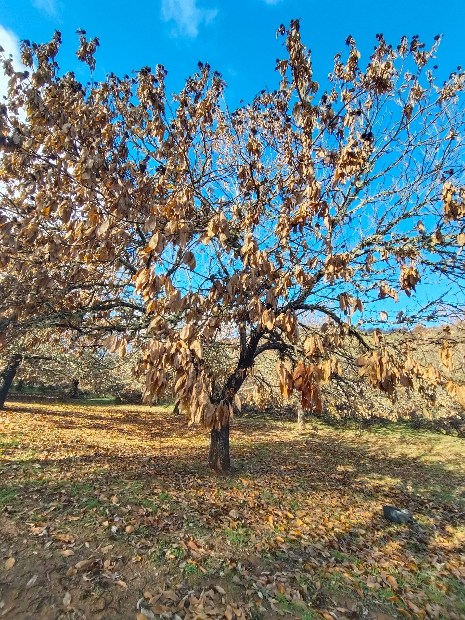 Souto Vivo Souto Vivo