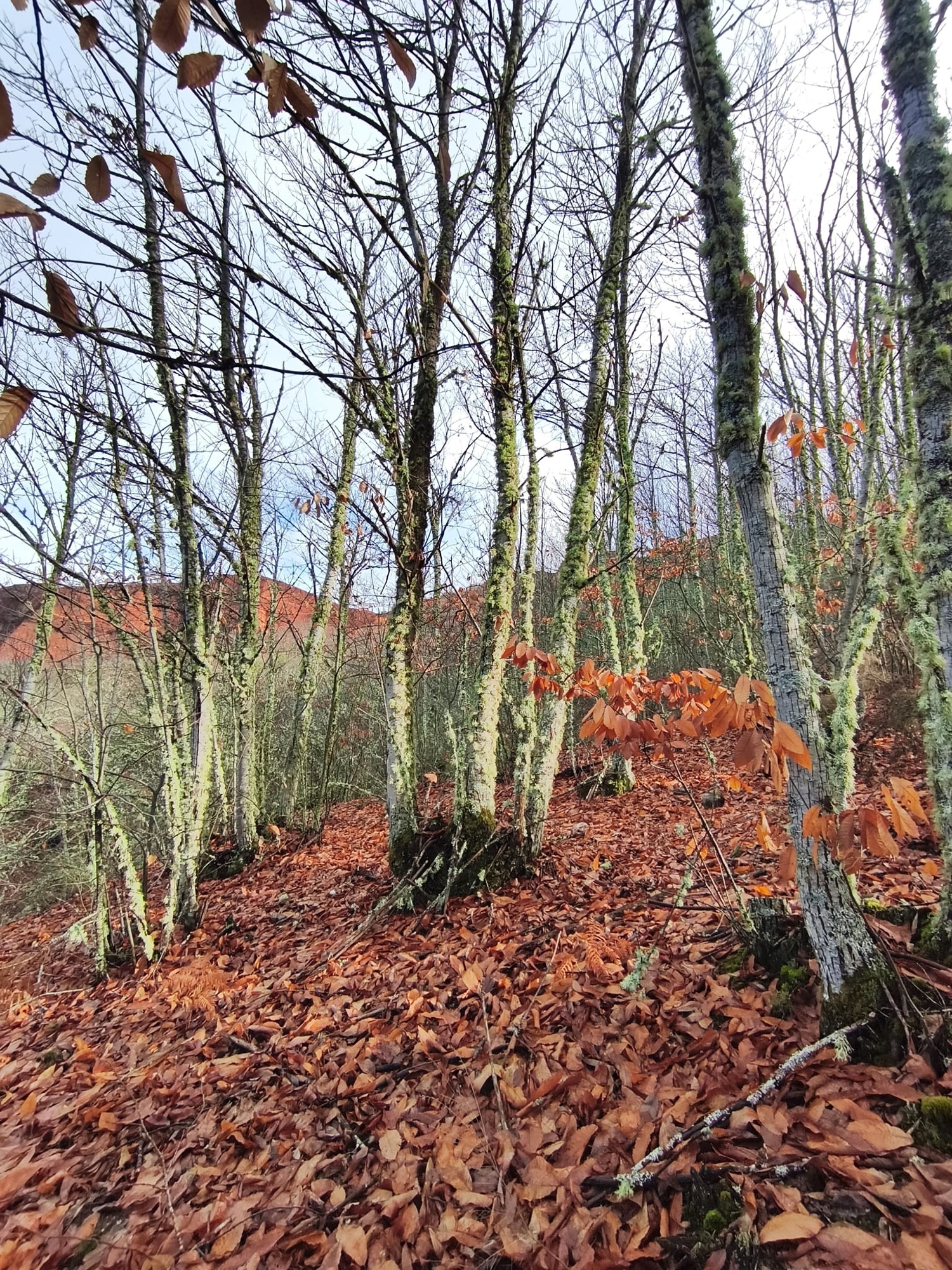 Regeneración del paisaje en el Souto Vivo Regeneración del paisaje en el Souto Vivo