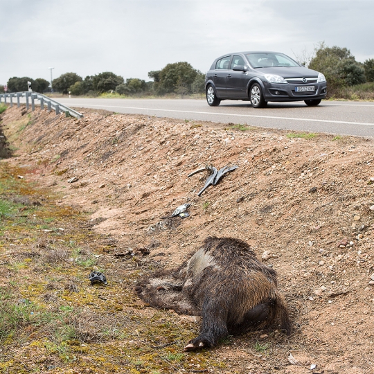 Jabalí muerto