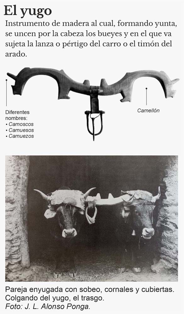 El yugo