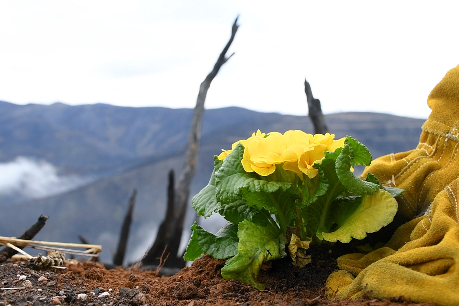 Spot de Navidad de InfoBierzo 2
