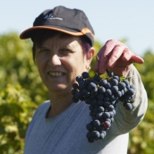 Vendimia de la DO Bierzo 