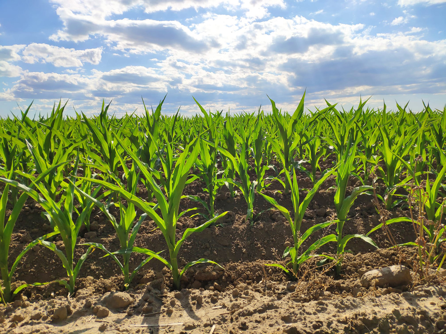 Cultivo de maíz en León