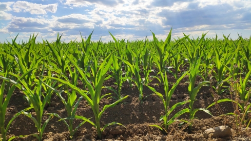 Cultivo de maíz en León