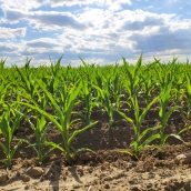 Cultivo de maíz en León