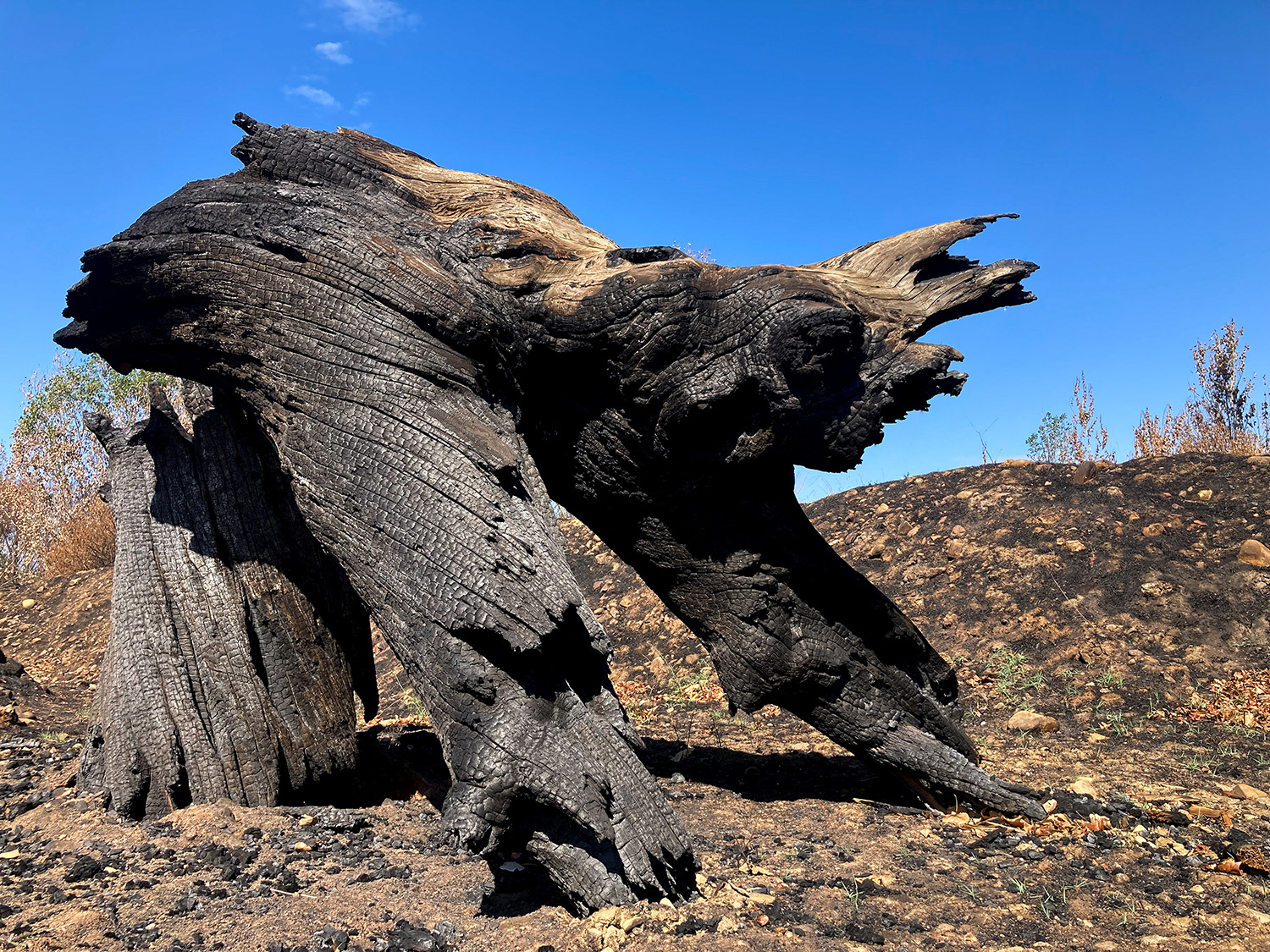 Pareidolia Devastación Isabel Turrado