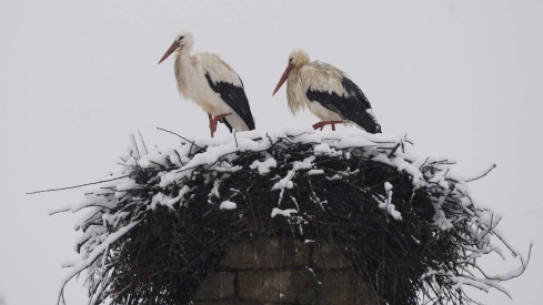 César Sánchez  ICAL. Temporal de nieve en El Bierzo
