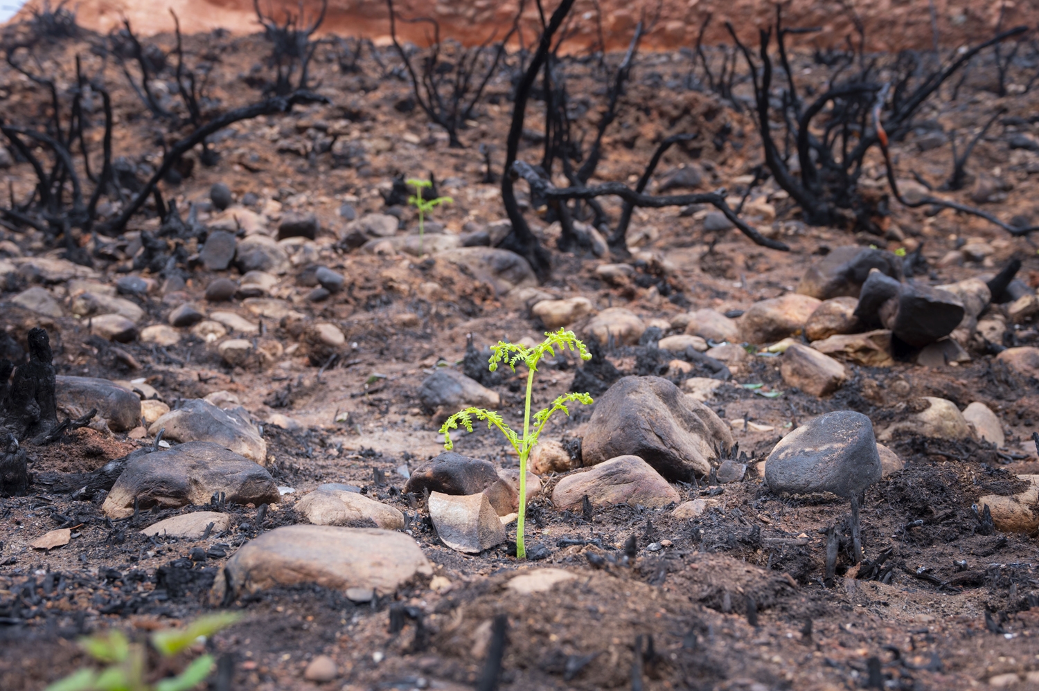 El CSIC documenta los daños ambientales y geológicos clave para recuperación postincendio de Las Médulas (3) El CSIC documenta los daños ambientales y geológicos clave para recuperación postincendio de Las Médulas (3)