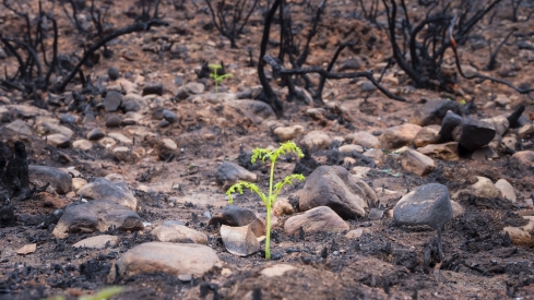 El CSIC documenta los daños ambientales y geológicos clave para recuperación postincendio de Las Médulas (3) El CSIC documenta los daños ambientales y geológicos clave para recuperación postincendio de Las Médulas (3)