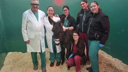 IntervenciónPablete del Equipo Hospital Veterinario ULE