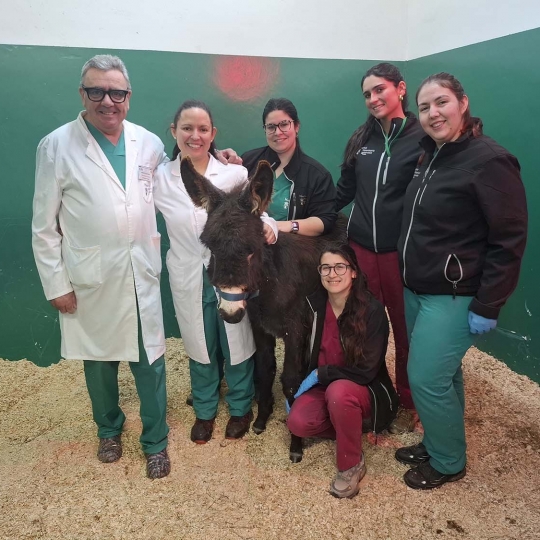 IntervenciónPablete del Equipo Hospital Veterinario ULE