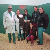 IntervenciónPablete del Equipo Hospital Veterinario ULE